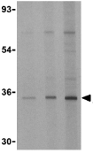 Lane 1 :  Anti-EDA2R antibody (ab37171) at 0.5 µg/mlLane 2 :  Anti-EDA2R antibody (ab37171) at 1 µg/mlLane 3 :  Anti-EDA2R antibody (ab37171) at 2 µg/mlLane 1 : Human 293 cell lysateLane 2 : Human 293 cell lysateLane 3 : Human 293 cell lysateLysates/proteins at 15 µg per lane.