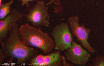 ICC/IF image of ab84788 stained HeLa cells. The cells were 4% PFA fixed (10 min) and then incubated in 1%BSA / 10% normal goat serum / 0.3M glycine in 0.1% PBS-Tween for 1h to permeabilise the cells and block non-specific protein-protein interactions. The cells were then incubated with the antibody (ab84788, 5µg/ml) overnight at +4°C. The secondary antibody (green) was ab96899 Dylight 488 goat anti-rabbit IgG (H+L) used at a 1/250 dilution for 1h. Alexa Fluor® 594 WGA was used to label plasma membranes (red) at a 1/200 dilution for 1h. DAPI was used to stain the cell nuclei (blue) at a concentration of 1.43µM.