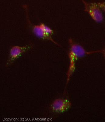 ICC/IF image of ab70521 stained HepG2 cells. The cells were fixed with 4% PFA (10 min) and then incubated in 1%BSA / 10% normal Goat serum / 0.3M glycine in 0.1% PBS-Tween for 1h to permeabilise the cells and block non-specific protein-protein interactions. The cells were then incubated with the antibody (ab70521 at 1µg/ml) overnight at +4°C. The secondary antibody (green) was Alexa Fluor® 488 Goat anti-Mouse IgG (H+L) used at a 1/1000 dilution for 1h. Alexa Fluor® 594 WGA was used to label plasma membranes (red) at a 1/200 dilution for 1h. DAPI was used to stain the cell nuclei (blue). This antibody also gave a positive result in 4% PFA fixed (10 min) HeLa and MCF7 cells at 1µg/ml, and in 100% methanol fixed (5 min) HeLa, HepG2 and MCF7 cells at 5µg/ml.