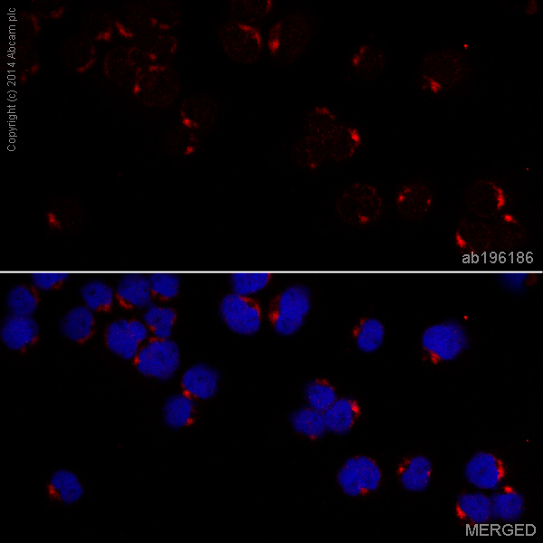 ab196186 staining EEA1 in Jurkat cells. The cells were fixed with 100% methanol (5 min), permeabilised in 0.1% Triton X-100 for 5 minutes and then blocked in 1% BSA/10% normal goat serum/0.3M glycine in 0.1%PBS-Tween for 1h. The cells were then incubated with ab196186 at 1/50 dilution (shown in red) overnight at +4°C. Nuclear DNA was labelled in blue with DAPI.Image was taken with a confocal microscope (Leica-Microsystems, TCS SP8).