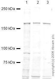 All lanes : Anti-EEA1 antibody [mAbcam18175] (ab18175) at 1 µg/mlLane 1 : HeLa whole cell lysateLane 2 : A431 (Human epithelial carcinoma cell line) Whole Cell Lysate (ab7909)Lane 3 : HEK293 (Human embryonic kidney cell line) Whole Cell Lysate (ab7902)Lysates/proteins at 20 µg per lane.SecondaryRabbit Anti-Mouse IgG H&L (HRP) (ab6728) at 1/10000 dilutionPerformed under reducing conditions.