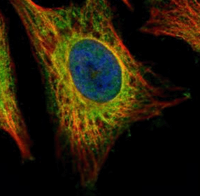 Confocal immunofluorescence analysis of methanol-fixed HeLa cells labelling EEA1 with ab137403 at 1/500 (Green). Alpha-tubulin filaments are labeled in Red.