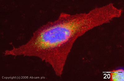 ICC/IF image of ab2900 stained human HeLa cells. The cells were methanol fixed (5 min) and incubated with the antibody (ab2900, 1µg/ml) for 1h at room temperature. The secondary antibody (green) was Alexa Fluor® 488 goat anti-rabbit IgG (H+L) used at a 1/1000 dilution for 1h. Image-iTTM FX Signal Enhancer was used as the primary blocking agent, 5% BSA (in TBS-T) was used for all other blocking steps. DAPI was used to stain the cell nuclei (blue). Alexa Fluor® 594 WGA was used to label plasma membranes (red).