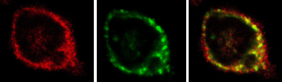 ab2900 Rabbit polyclonal to EEA1 (1/500) was used in fixed HEK cells that had been transfected with Rab5-GFP. Fluorescence microscopy of fixed Rab5-transfected HEK cells showing (left to right) immunocytochemical labelling rabbit polyclonal to EEA1 ab2900 (1/500; Alexa Fluor 568; red), and Rab5-GFP (green) with their overlay (far right). Scale bar = 5µm. Showing little co-localisation as expected. Immunofluorescence microscopy revealed a typically punctuate staining of EEA1 in the HEK cells.
