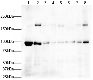 All lanes : Anti-EEA1 antibody - Early Endosome Marker (ab2900) at 1 µg/mlLane 1 : Xenopus laevis lysateLane 2 : Mouse 3T3 cell lysateLane 3 : Mouse brain cell lysateLane 4 : Mouse liver cell lysateLane 5 : Rat brain cell lysateLane 6 : Rat liver cell lysateLane 7 : Dog lysateLane 8 : CHO cell lysateLysates/proteins at 20 µg per lane.SecondaryGoat Anti-Rabbit IgG H&L (HRP) (ab6721) at 1/5000 dilutionPerformed under reducing conditions.