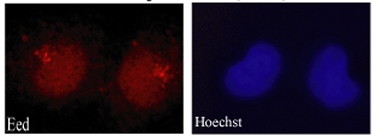 Rabbit polyclonal to EED (ab4469) on U20S cells. Antibody used at 1/100.U20S cells were fixed with PFA (3.7%), permeabilised with PBS 0.1% Triton. Counterstained with Hoechst. Cells were examined with Axioplan 2 microscope (Zeiss).Secondary antibody: donkey anti-rabbit (Cy3).