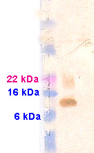 All lanes : Anti-EEF1D antibody (ab13962) at 1/1000 dilutionLane 1 : EEF1D protein fragment (immunogen)Lane 2 : Negative control: construct made using same fusion tag but different protein