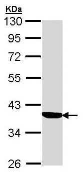 Anti-Cortisol Binding Globulin antibody (ab96270) at 1/1000 dilution + A431 whole cell lysate at 30 µg