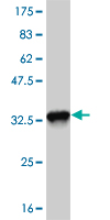 Western blot against tagged recombinant protein immunogen using ab57818 EFHD1 antibody at 1ug/ml.