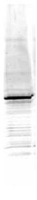 Anti-Egr1 antibody (ab6054) at 1/1500 dilution + Mouse embryonic fibroblast whole cell lysate at 35 µgSecondaryGoat-anti-Rabbit IgG [H&L] at 1/10000 dilutionObserved band size : 58 kDa (why is the actual band size different from the predicted?)