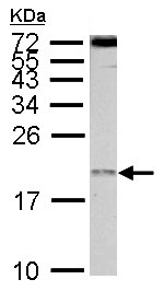 Anti-EIF1AY antibody (ab155546) at 1/1000 dilution + PC-12 whole cell lysate at 30 µg