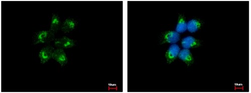 Immunofluorescent analysis of methanol fixed A431 cells, labeling EIF1AY with ab155546 at 1/500 dilution (green). A431 cells were fixed in ice-cold Methanol for 5 min. Right panel shows Hoechst 33343 staining (blue).