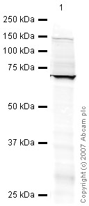 Anti-EIF2AK1 antibody (ab28530) at 1 µg/ml + HepG2 (Human hepatocellular liver carcinoma cell line) Whole Cell Lysate (ab7900) at 20 µgSecondaryIRDye 680 Conjugated Goat Anti-Rabbit IgG (H+L) at 1/10000 dilutionPerformed under reducing conditions.