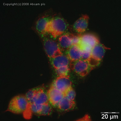 ICC/IF image of ab28530 stained human HepG2 cells. The cells were methanol fixed (5 min), permabilised in TBS-T (20 min) and incubated with the antibody (ab28530, 5µg/ml) for 1h at room temperature. 1%BSA / 10% normal goat serum / 0.3M glycine was used to quench autofluorescence and block non-specific protein-protein interactions. The secondary antibody (green) was Alexa Fluor® 488 goat anti-rabbit IgG (H+L) used at a 1/1000 dilution for 1h. Alexa Fluor® 594 WGA was used to label plasma membranes (red). DAPI was used to stain the cell nuclei (blue).