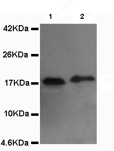 All lanes : Anti-COX IV antibody [4D11-B3-E8] (ab131177) at 1/1000 dilutionLane 1 : Mouse skeletal muscle lysateLane 2 : Jurkat cell lysate