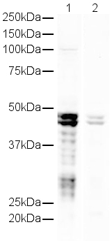 All lanes : Anti-CNPase antibody (ab18527) at 1 µg/mlLane 1 : Human brain lysateLane 2 : Human brain lysate with Human CNPase peptide (ab19423) at 1 µg/mlLysates/proteins at 20 µg per lane.SecondaryGoat polyclonal to Rabbit IgG (700) at 1/10000 dilution