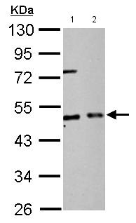 All lanes : Anti-EIF2S2 antibody (ab155649) at 1/2000 dilutionLane 1 : PC12 whole cell lysateLane 2 : Rat2 whole cell lysateLysates/proteins at 30 µg per lane.