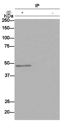 Western blot analysis of EIF2S2 in immunoprecipitation pellets from Jurkat lysate. ab184549 used at a 1/50 dilution. Secondary antibody Anti-Rabbit IgG (HRP), specific to the non-reduced form of IgG used at a 1/1500 dilution. Right lane shows PBS negative control.