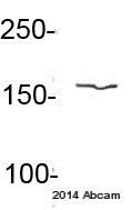 Anti-eIF3A antibody (ab86146) at 1/1000 dilution + Mouse pancreatic cancer whole cell lysate at 20 µgSecondaryIRDye® 680LT-conjugated donkey anti-mouse IgG polyclonal at 1/15000 dilutionPerformed under reducing conditions.