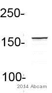 Anti-eIF3A antibody (ab86146) at 1/1000 dilution + Human U2OS osteosarcoma whole cell lysate at 20 µgSecondaryIRDye® 800CW conjugated donkey anti-rabbit polyclonal at 1/15000 dilutionPerformed under reducing conditions.