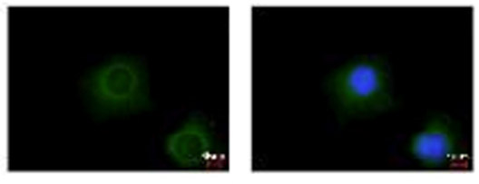 Immunofluorescent analysis of methanol-fixed HeLa cells labeling eIF3e with ab154397 at 1/500. Image at the right costained with Hoechst 33342.