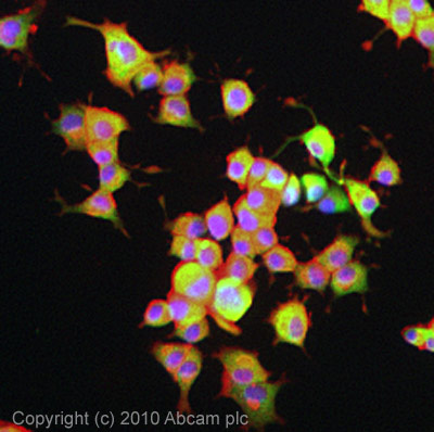 ICC/IF image of ab64177 stained PC12 cells. The cells were 4% formaldehyde fixed (10 min) and then incubated in 1%BSA / 10% normal goat serum / 0.3M glycine in 0.1% PBS-Tween for 1h to permeabilise the cells and block non-specific protein-protein interactions. The cells were then incubated with the antibody (ab64177, 1µg/ml) overnight at +4°C. The secondary antibody (green) was Alexa Fluor® 488 goat anti-rabbit IgG (H+L) used at a 1/1000 dilution for 1h. Alexa Fluor® 594 WGA was used to label plasma membranes (red) at a 1/200 dilution for 1h. DAPI was used to stain the cell nuclei (blue) at a concentration of 1.43µM.