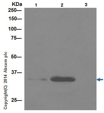EIF3S1 was immunoprecipitated from HeLa (Human epithelial cells from cervix adenocarcinoma) whole cell extract with ab196018 at 1/50 dilution. Western blot was performed from the immunoprecipitate using ab196018 at 1/1000 dilution. Anti-Rabbit IgG (HRP), specific to the non-reduced form of IgG, was used as secondary antibody at 1/1000 dilution.Lane 1: HeLa whole cell extract 10 µg (Input). Lane 2: ab196018 IP in HeLa whole cell extract. Lane 3: Rabbit monoclonal IgG (ab172730) instead of ab196018 in HeLa whole cell extract.Blocking and dilution buffer and concentration: 5% NFDM/TBST.