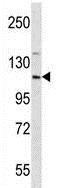 Anti-eIF3s8 antibody - N-terminal (ab170841) at 1/100 dilution + K-562 cell line lysate at 35 µg