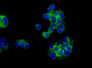 Immunofluorescence analysis of MCF-7 cells labeling eIF4A1 (green) with ab180506 at 1/250 dilution. Cells were fixed with 4% paraformaldehyde. An Alexa Fluor®488-conjugated goat anti rabbit IgG was used as the secondary antibody. Nuclei were counterstained with DAPI (blue).