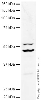 Anti-eIF4A2 antibody (ab31218) at 1 µg/ml + Jurkat (Human T cell lymphoblast-like cell line) Whole Cell Lysate (ab7899) at 20 µgSecondaryIR Dye 680 Conjugated Goat Anti-Rabbit IgG (H+L) at 1/15000 dilutionPerformed under reducing conditions.