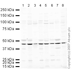 All lanes : Anti-eIF4A2 antibody (ab31218) at 1 µg/mlLane 1 : Brain (Mouse) Tissue LysateLane 2 : Testis (Mouse) Tissue Lysate Lane 3 : Skeletal Muscle (Mouse) Tissue Lysate (ab29711)Lane 4 : Spinal Cord (Mouse) Tissue Lysate Lane 5 : Ovary (Mouse) Tissue LysateLane 6 : PC12 (Rat adrenal pheochromocytoma cell line) Whole Cell Lysate Lane 7 : Brain (Rat) Tissue LysateLane 8 : Heart (Rat) Tissue Lysate Lysates/proteins at 10 µg per lane.SecondaryIRDye 680 Conjugated Goat Anti-Rabbit IgG (H+L) at 1/10000 dilutionPerformed under reducing conditions.