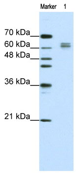 Anti-eIF4B antibody (ab66780) at 1.25 µg/ml + Jurkat cell lysate at 10 µgSecondaryHRP conjugated anti-Rabbit IgG at 1/50000 dilution