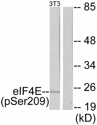 All lanes : Anti-eIF4E (phospho S209) antibody (ab47605) at 1/500 dilutionLane 1 : Extracts from NIH/3T3 cells, treated with FBS. No peptide. Lane 2 : Extracts from NIH/3T3 cells, not treated with FBS. No peptide. Lysates/proteins at 30 µg per lane.