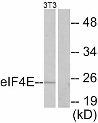 All lanes : Anti-eIF4E antibody (ab47482) at 1/500 dilutionLane 1 : FBS treated NIH/3T3 cells extract Lane 2 : FBS treated NIH/3T3 cells extract with blocking peptide