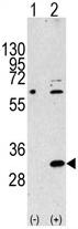 All lanes : Anti-EIF4EL3 antibody (ab63062) at 1/100 dilutionLane 1 : 293 cell lysate, nontransfectedLane 2 : 293 cell lysate, transiently transfected with the EIF4EL3 geneLysates/proteins at 2 µg per lane.