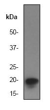 Anti-eIF5A antibody [EP527Y] (ab32407) at 1/1000 dilution + Jurkat cell lysate