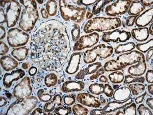 Immunohistochemical analysis of paraffin embedded normal Human kidney tissue using ab150439 showing +ve staining.
