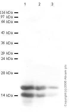 All lanes : Anti-Elafin/Skalp antibody (ab46774) at 1/1000 dilutionLane 1 : recombinant Human Elafin at 0.05 µgLane 2 : recombinant Human Elafin at 0.01 µgLane 3 : recombinant Human Elafin at 0.001 µg