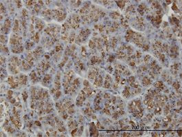 Elastase 3A antibody (ab56564) used in immunohistochemistry at 3ug/ml on formalin fixed and paraffin embedded human pancreas.