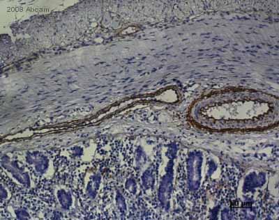 ab9519 staining pig small intestine tissue sections by IHC-P.  Sections were fixed with Bouins and subjected to an enzymatic antigen retreival step.  The primary antibody was diluted 1/200 in a commercially available antibody diluent (replacing the blocking step) and incubated with the sample for 1 hour at 20°C.  A HRP conjugated goat anti-mouse antibody was used as the secondary.See Abreview