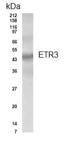 Anti-Elav-type RNA-binding protein ETR3 antibody (ab93441) at 1/500 dilution + heart lysate