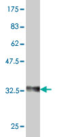 Western blot against tagged recombinant protein immunogen using ab54994 Elf4/MEF antibody at 1ug/ml.