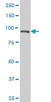 Anti-Elongin A antibody (ab88087) at 5 µg/ml + HeLa nuclear extract at 50 µgSecondaryGoat Anti-Mouse IgG (H&L)-HRP Conjugate at 1/2500 dilution