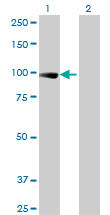 All lanes : Anti-Elongin A antibody (ab88087) at 5 µg/mlLane 1 : transfected 293T cell line Lane 2 : non transfected 293T cell line Lysates/proteins at 25 µg per lane.SecondaryGoat Anti-Mouse IgG (H&L)-HRP Conjugate at 1/2500 dilution