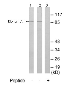 All lanes : Anti-Elongin A antibody (ab69805) at 1/500 dilutionLane 1 : Extracts from Jurkat cellsLane 2 : Extracts from HUVEC cells Lane 3 : Extracts from HUVEC cells plus immunizing peptideLysates/proteins at 5 µg per lane.