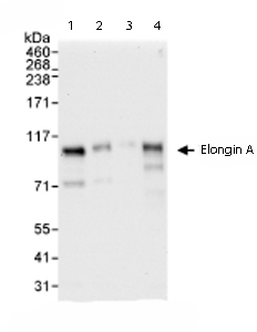 All lanes : Anti-Elongin A antibody (ab72245) at 0.04 µg/mlLane 1 : Whole cell lysate from Hela cells at 50 µgLane 2 : Whole cell lysate from Hela cells at 15 µgLane 3 : Whole cell lysate from Hela cells at 5 µgLane 4 : Whole cell lysate from 293T cells at 50 µg