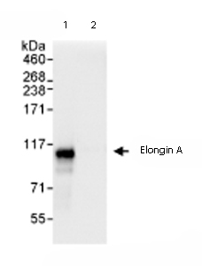 Immunoprecipitation/ Western Blot of Elongin A. Lane 1: ab72245 at 3µg/mg whole cell lysate. Lane 2: Control IgG. ab72245 at 1µg/ml for WB. Whole cell lysate from Hela cells at 1mg for IP, 20% of IP loaded. Detection:Chemiluminescence with an exposure time of 1 second.