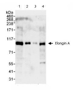 All lanes : Anti-Elongin A antibody (ab72246) at 0.4 µg/mlLane 1 : Whole cell lysate from Hela cells at 50 µgLane 2 : Whole cell lysate from Hela cells at 15 µgLane 3 : Whole cell lysate from Hela cells at 5 µgLane 4 : Whole cell lysate from 293T cells at 50 µg
