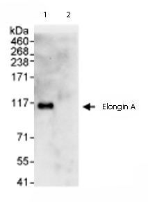 Immunoprecipitation/ Western Blot of Elongin A. Lane 1: ab72246 at 3µg/mg whole cell lysate. Lane 2: Control IgG. ab72246 at 1µg/ml for WB. Whole cell lysate from Hela cells at 1mg for IP, 20% of IP loaded. Detection:Chemiluminescence with an exposure time of 30 seconds.