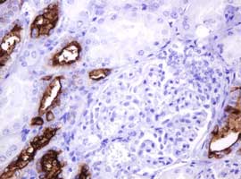 Immunohistochemical analysis of paraffin-embedded Human kidney tissue labeling EMA with ab156947 at 1/150 dilution